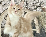 Кошки в других городах Ленинградской области: мейн кун котенок Мальчик, Бесплатно - фото 2
