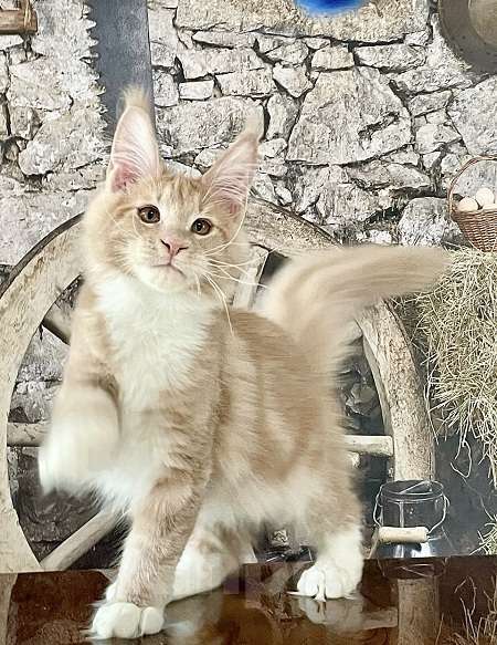 Кошки в других городах Ленинградской области: мейн кун котенок Мальчик, Бесплатно - фото 2
