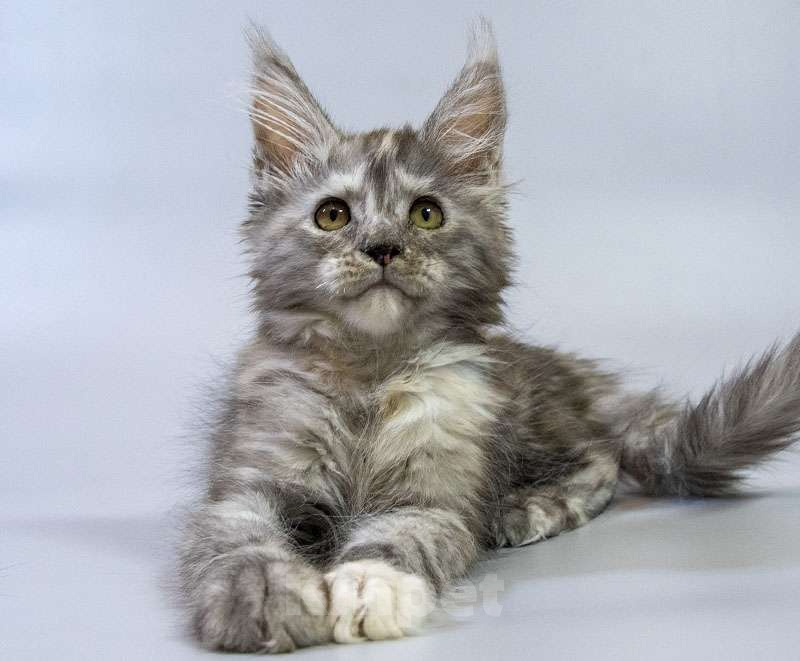 Кошки в Москве: Котенок мейн кун Девочка, Бесплатно - фото 1