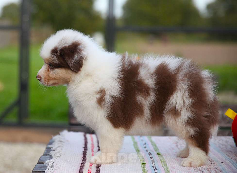 Собаки в других городах Владимирской области: породные щенки австралийской овчарки Мальчик, 100 000 руб. - фото 3