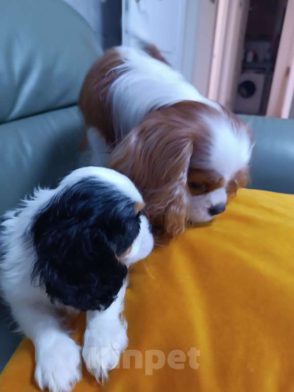 Собаки в Екатеринбурге: Продаю щенка  Мальчик, 100 000 руб. - фото 1