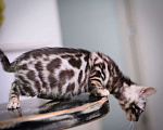 Кошки в Москве: бенгальский котенок супер-контраст Мальчик, 50 000 руб. - фото 1