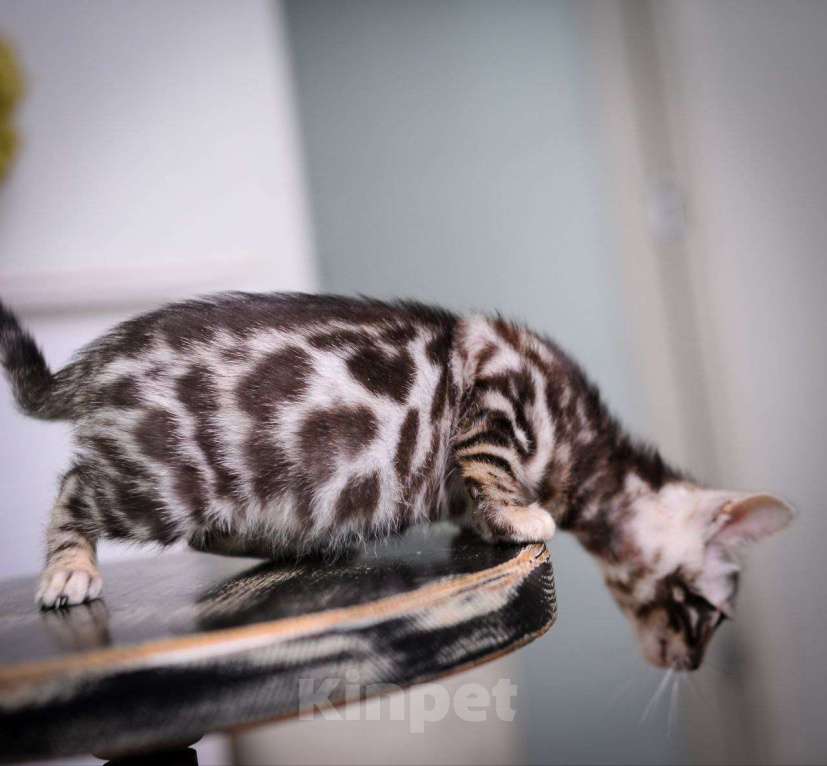 Кошки в Москве: бенгальский котенок супер-контраст Мальчик, 50 000 руб. - фото 1