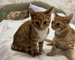 Кошки в Москве: Котенок 4 месяца Мальчик, Бесплатно - фото 7