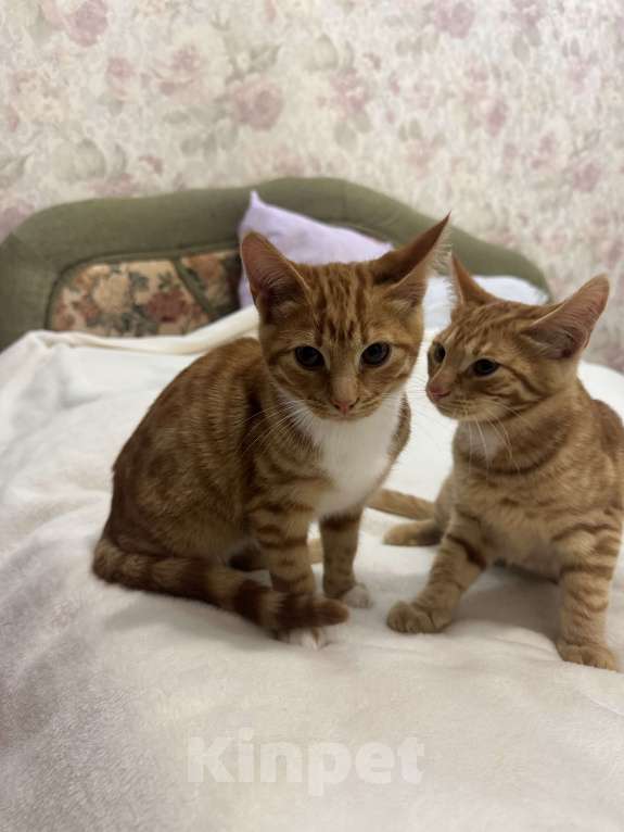 Кошки в Москве: Котенок 4 месяца Мальчик, Бесплатно - фото 7