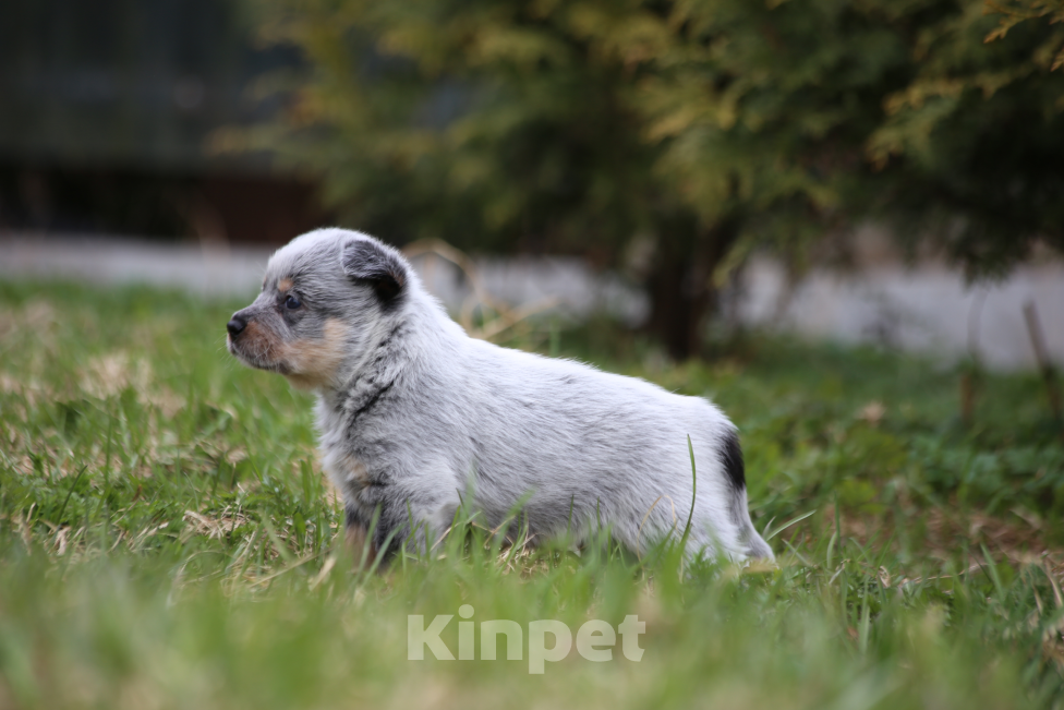 Собаки в Санкт-Петербурге: Щенок хилера Мальчик, Бесплатно - фото 4