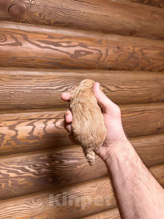 Собаки в Краснодаре: Той пудель щенок Девочка, 65 000 руб. - фото 4