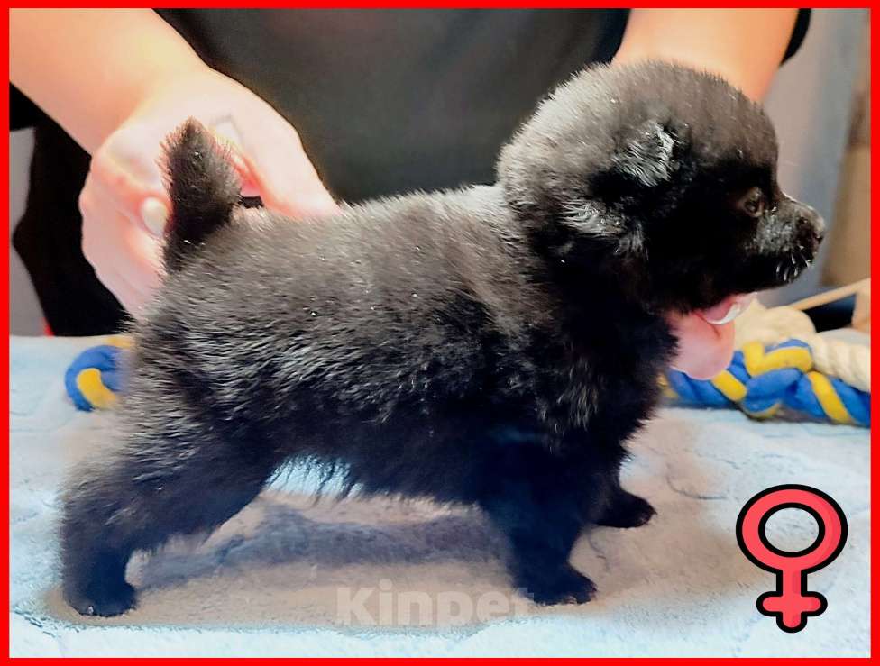 Собаки в Раменском: Щенки шипперке от титулованных родителей в домашних условиях (Красная) Девочка, 60 000 руб. - фото 7