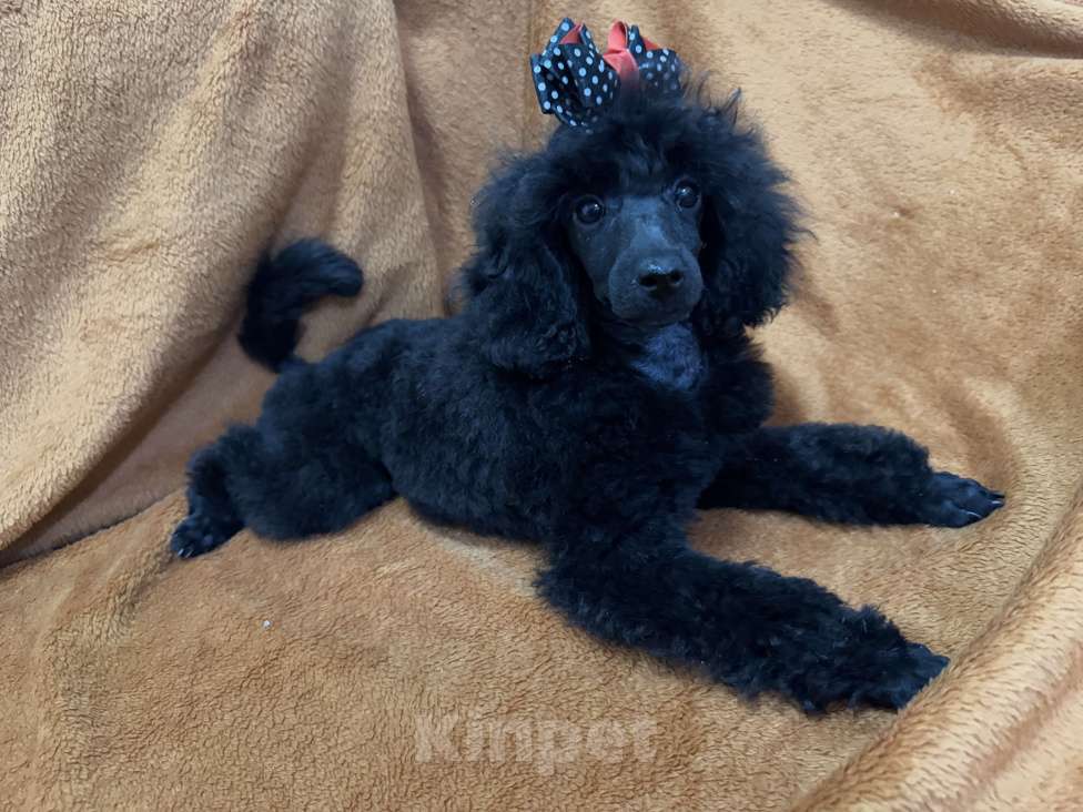 Собаки в Калининграде: Миниатюрный пудель Девочка, 70 000 руб. - фото 2
