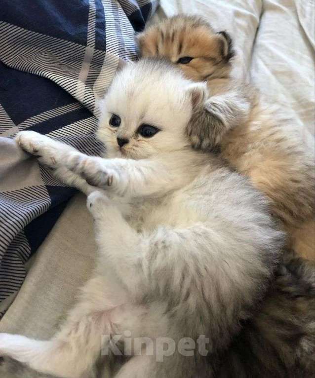 Кошки в Уфе: Шотландские котята купить недорого Девочка, 800 руб. - фото 1