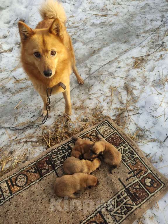 Собаки в других городах Тверской области: Бим Мальчик, 20 000 руб. - фото 2