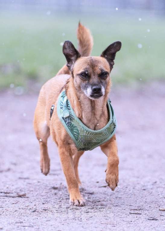 Собаки в Санкт-Петербурге: Маленькая собачка Виски ищет семью Девочка, Бесплатно - фото 1