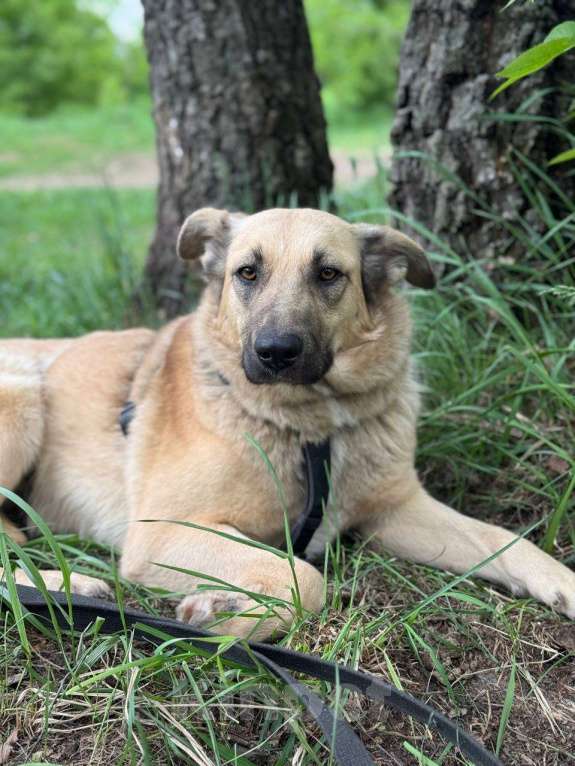 Собаки в Москве: Скромная нежность Девочка, Бесплатно - фото 2