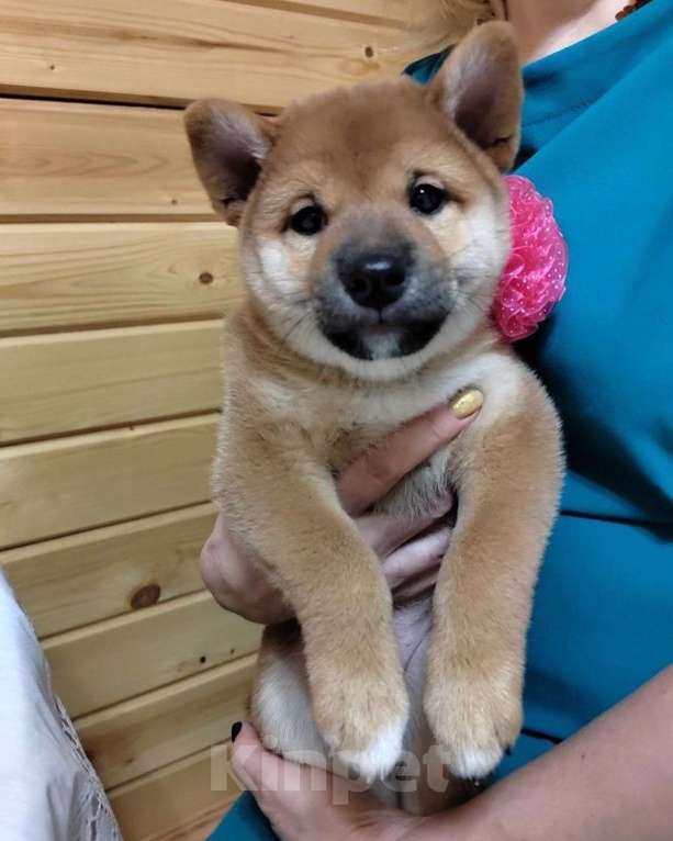 Собаки в Ореховом-Зуево: Сиба ину щенки три девочки  Девочка, 70 000 руб. - фото 6