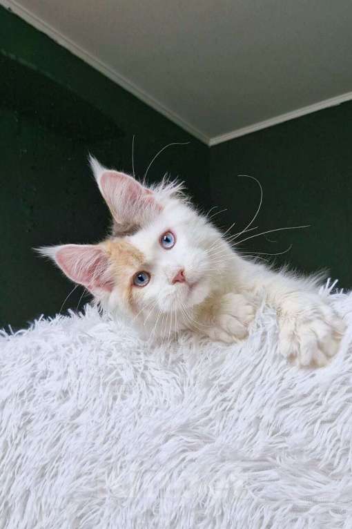 Кошки в Москве: котенок мейн кун голубые глаза с гетерохромией Девочка, 120 000 руб. - фото 2