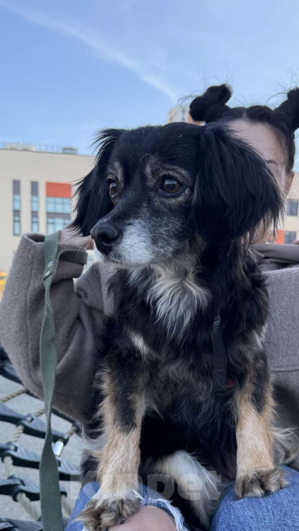 Собаки в Одинцово: Красотка Дейзи в поисках Ма и Па  Девочка, 100 руб. - фото 4