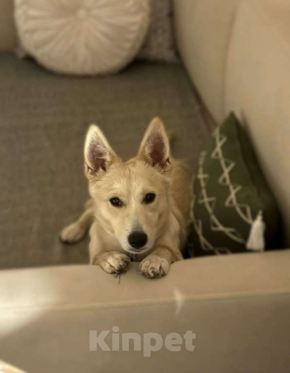 Собаки в Москве: Щенок Бади ищет дом Мальчик, Бесплатно - фото 5