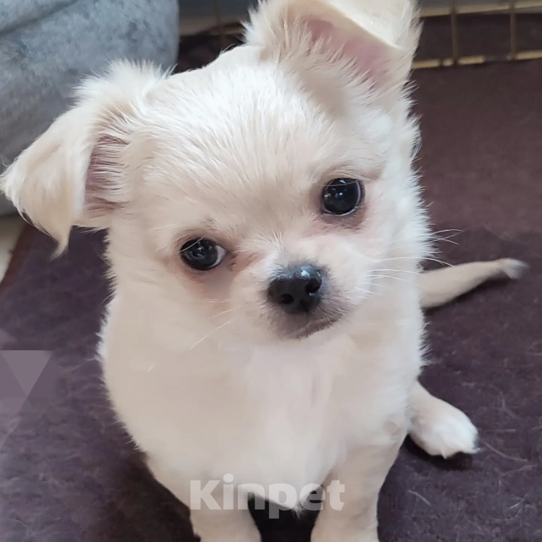 Собаки в других городах Калужской области: Кремовый мальчик чихуахуа Мальчик, 40 000 руб. - фото 3