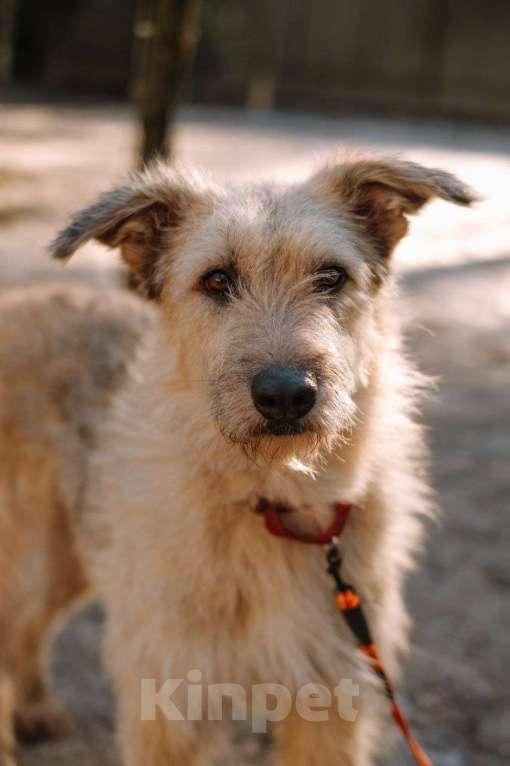 Собаки в Всеволожске: Альфа, преданный терьер ищет дом Девочка, Бесплатно - фото 1