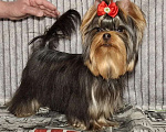 Собаки в Москве: Йорк мальчик Мальчик, 45 000 руб. - фото 5