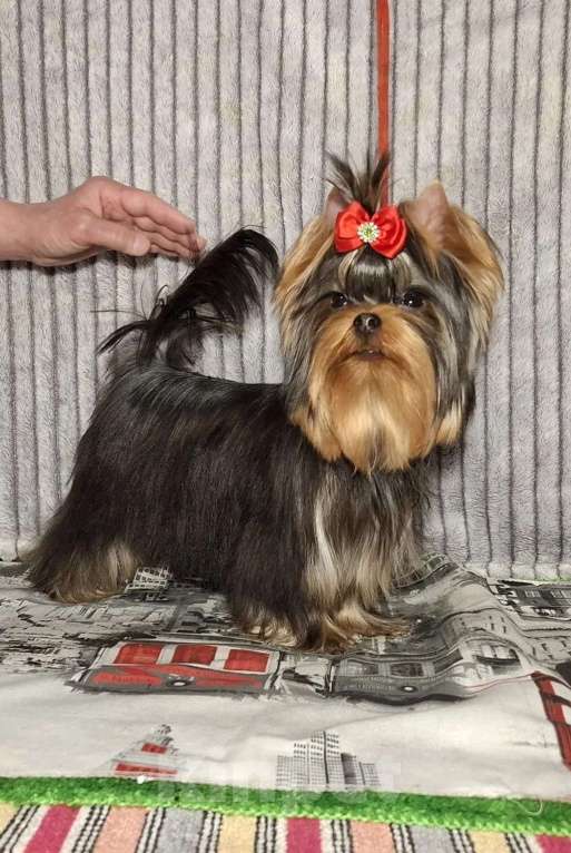Собаки в Москве: Йорк мальчик Мальчик, 45 000 руб. - фото 5