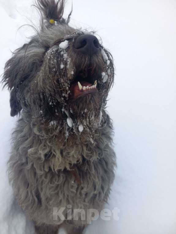 Собаки в других городах Московской области: Продолжить краивую породу Девочка, Бесплатно - фото 3
