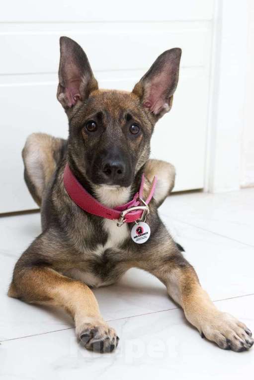 Собаки в Красногорске: Щенок Герда 3,5 месяца в добрые руки  Девочка, Бесплатно - фото 4