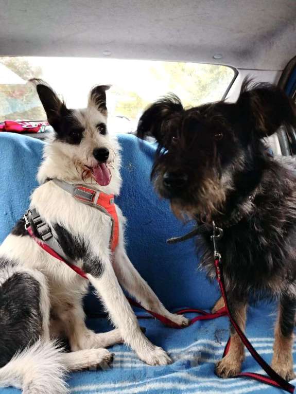 Собаки в Москве: Весельчак Добби в поисках семьи Мальчик, Бесплатно - фото 5