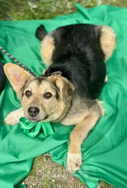 Собаки в других городах Краснодарского края: хочу домой Девочка, 10 руб. - фото 4