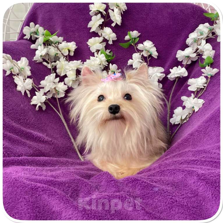 Собаки в Москве: Мини девочка йоркширского терьера золотая голддаст Девочка, 80 000 руб. - фото 10