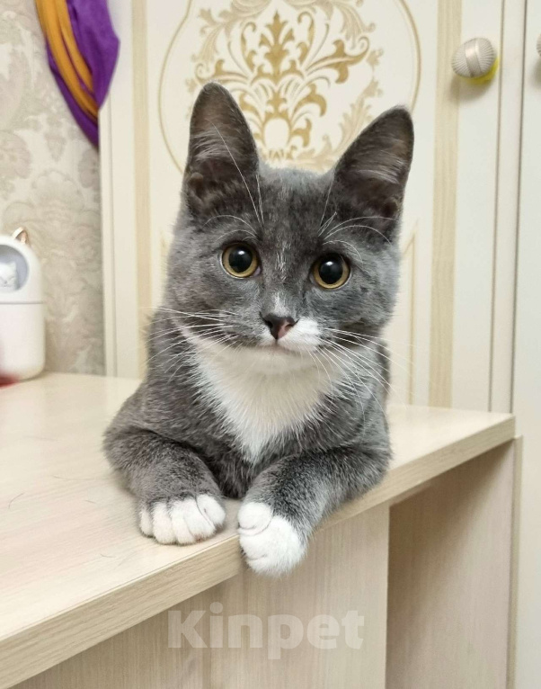 Кошки в Санкт-Петербурге: Котенок Волчок - серый бочок ищет дом Мальчик, Бесплатно - фото 1