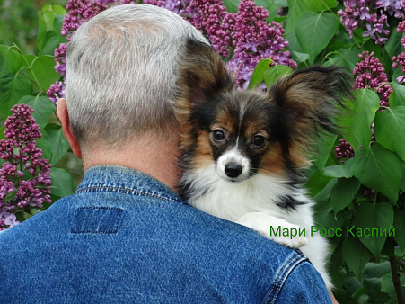 Мари Росс Каспий