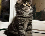 Кошки в Северске: Фадей Мальчик, 40 000 руб. - фото 1