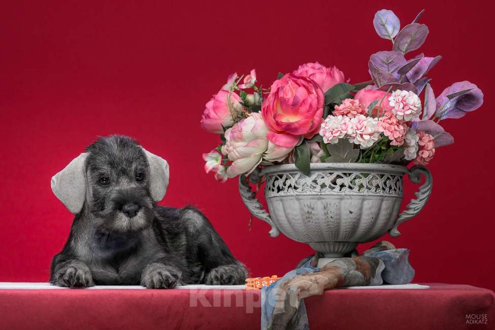 Собаки в Ижевске: Шнауцер щенки Девочка, 40 руб. - фото 2