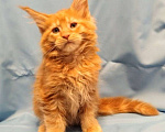 Кошки в Москве: Мейн Кун рыжий котик Мальчик, 35 000 руб. - фото 2