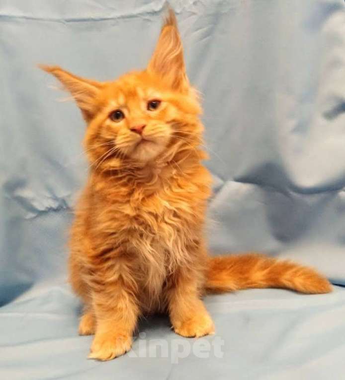 Кошки в Москве: Мейн Кун рыжий котик Мальчик, 35 000 руб. - фото 2