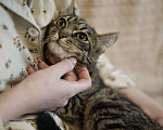 Кошки в Москве: Полосатый котёнок Муся в добрые руки Девочка, Бесплатно - фото 1