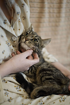 Полосатый котёнок Муся в добрые руки