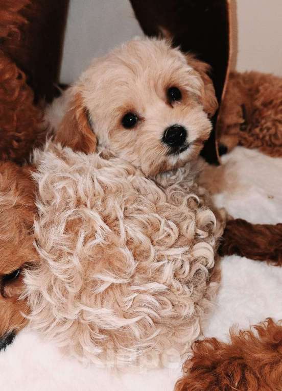 Собаки в Москве: Мальтипу Ф1 девочка Хлоя (Кудряшка) Девочка, 80 000 руб. - фото 8