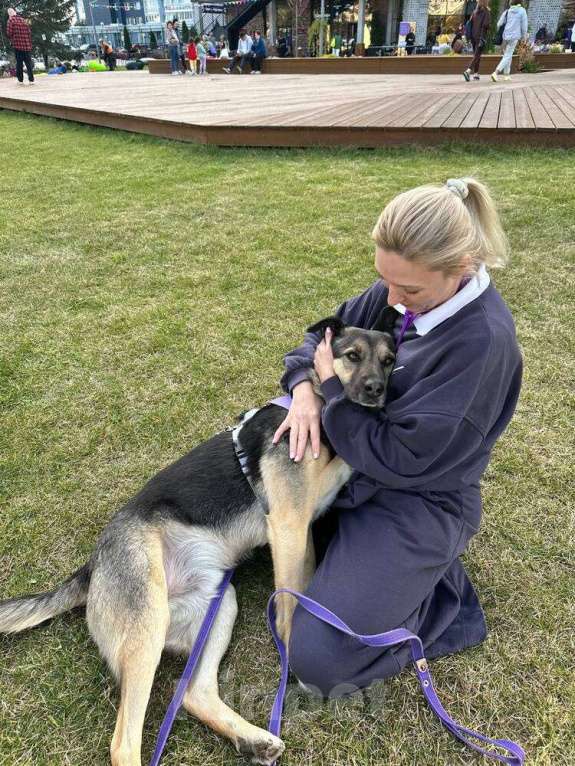 Собаки в Москве: -Москва, услышьте зов Персея!  Мальчик, 1 руб. - фото 7