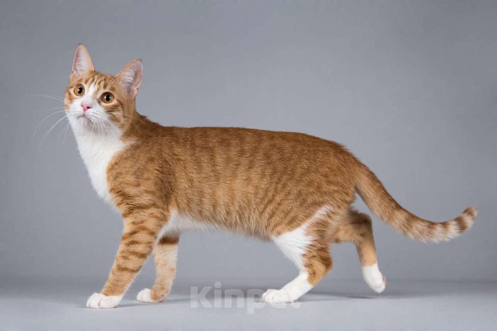 Кошки в Москве: Рыжий молодой ласковый кот Жермон в добрые руки Мальчик, 1 руб. - фото 5