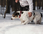 Собаки в Москве: Белый красавец Ларри ищет дом Мальчик, Бесплатно - фото 4