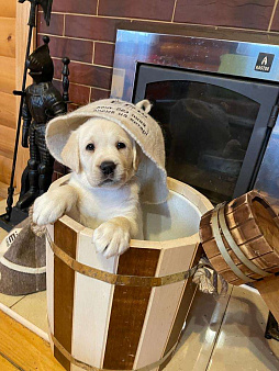 Щенки лабрадора