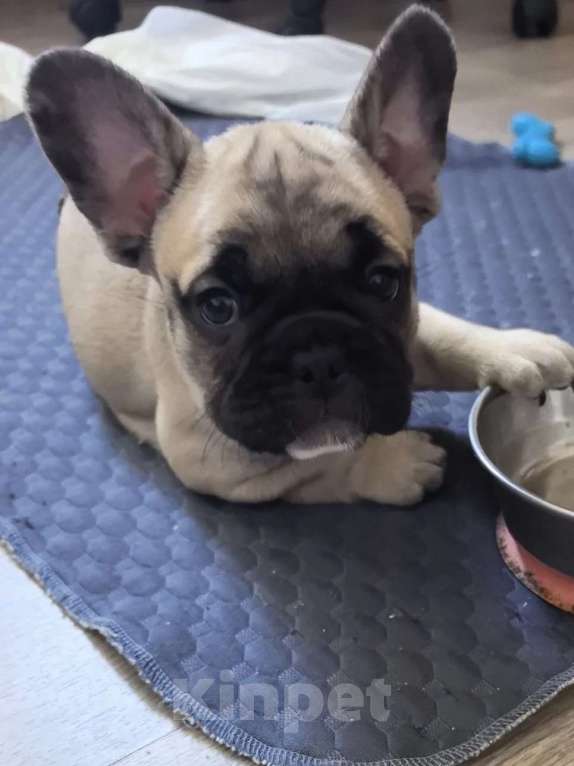 Собаки в Санкт-Петербурге: Французский бульдог щенки Девочка, Бесплатно - фото 1