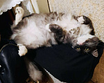 Кошки в Красногорске: Тиша ❤️ Девочка, Бесплатно - фото 3