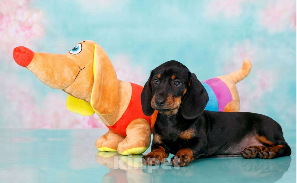 Собаки в Москве: Стандартная девочка такса Девочка, 50 000 руб. - фото 5