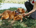 Собаки в Москве: Ходячий смайлик - Рыжуня - хочет на диванчик Мальчик, Бесплатно - фото 3