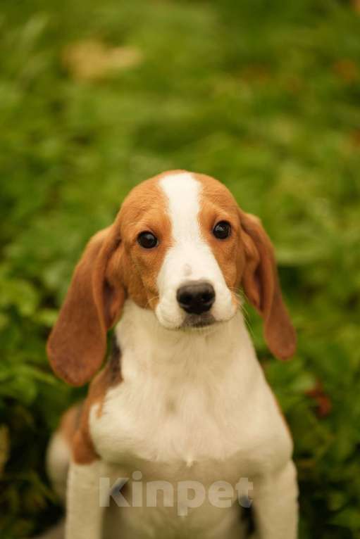 Собаки в других городах Московской области: Кобель гончей хочет домой Мальчик, 19 000 руб. - фото 2