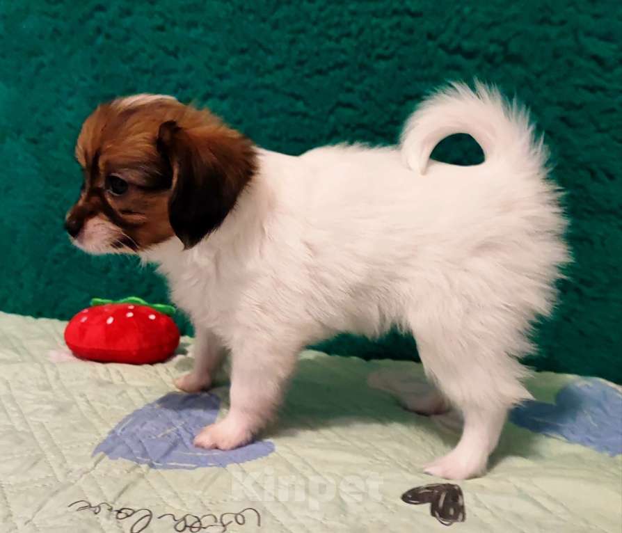 Собаки в Брянске: Девочки Папийона Девочка, 20 000 руб. - фото 3