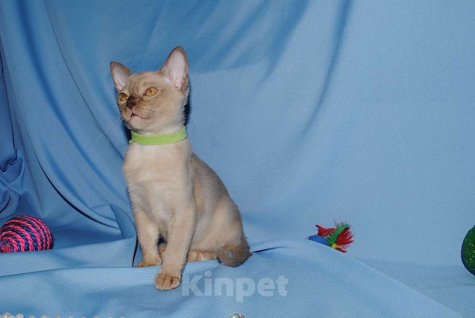 Кошки в Москве: Бурманские котята Девочка, 50 000 руб. - фото 9